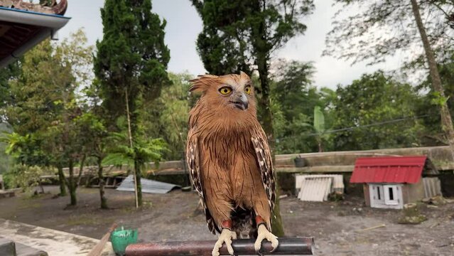 Buffy Fish Owl Strix Ketupu Ketupa Ketupu in the park