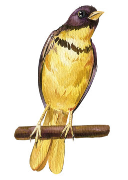 recommend clip art: Spring yellow birds sitting on branch. Watercolor forest color bird isolated on white background. Hand drawn song birds