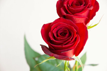 赤い薔薇