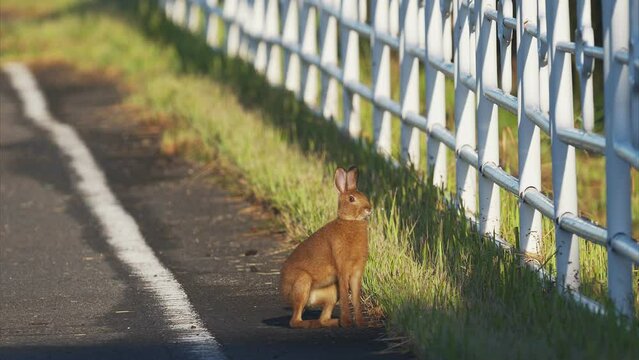 ニホンノウサギ