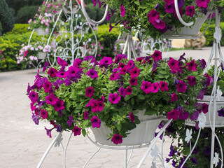Beautiful petunia flowers in plant pot hanging outdoors
