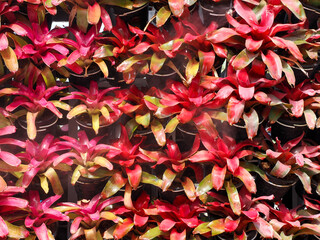 A group of Decorative pineapple plant or Aechmea fasciata in dark red color with green, bromeliad