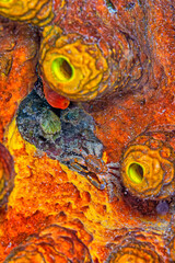 yellow tube sponge, sea sponge, Verongiida