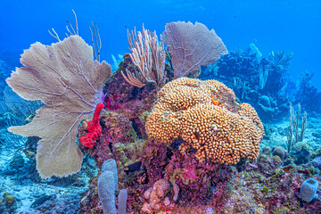 Obraz premium Caribbean coral garden, Roatan