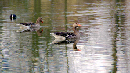 Gruppe von Enten schwimmend im See