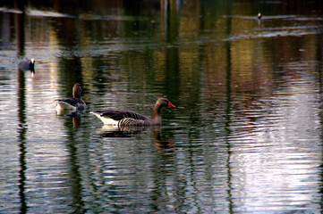 Gruppe von Enten schwimmend im See