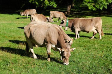 Bruna de los Pirineos cattle in Spain