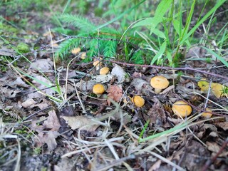 orange chanterelle mushroom  caps in thickets of green grass in the forest on a summer day