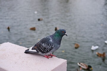 A rock pigeon sits on a concrete fence of a river in the city. Urban birds