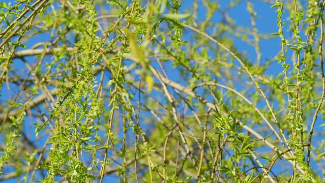 Male Flowers Of The Weeping Willow. Big Beautiful Tree.
