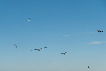 A flock of seagull on blue background. European herring gull, Larus argentatus. Seagull flying in front of blue clouds.