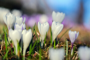 Blooming plant Crocus in the spring