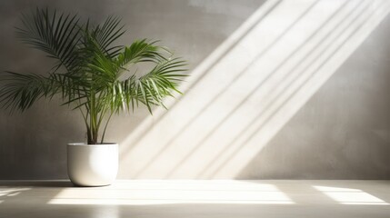 tropical palm plant in front of light wall, in the style of luminous shadows