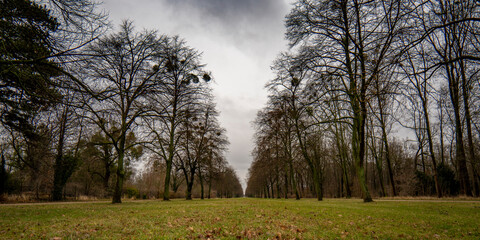 Trister Winter im Großen Garten in Dresden