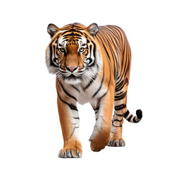 Portrait of a tiger full body, isolated on transparent background