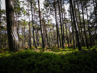 Pine forest in Stilo Poland. Coastal area.
