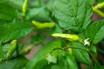 Green young chili peppers on the chili tree