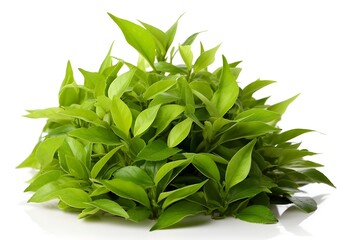 Curry leaves on a pristine white surface