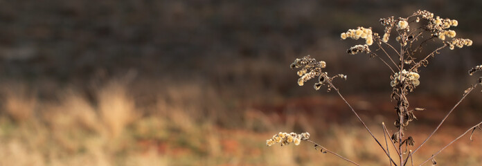 Dry wild meadow plant with seeds. Autumn, blurred background.