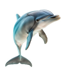 Cute dolphin jumping isolated on transparent background.