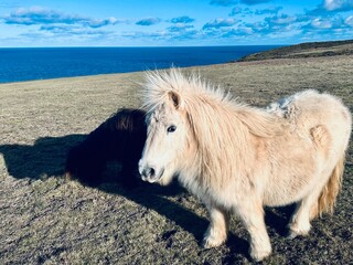 Cute, white shetland pony on the Cornish Coastal Path.