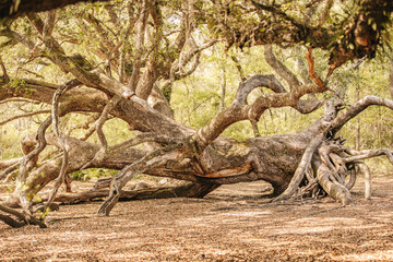 Naklejka na ściany i meble A large Oak tree growing sideways in the National Forrest in Florida.