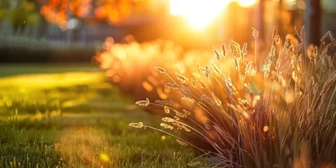 Fotobehang Sunlit meadow with delicate grass flowers capturing enchanting beauty of nature at sunset picturesque landscape bathed in golden sunlight perfect for illustrating and freshness of summer evening © Bussakon
