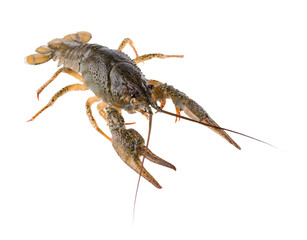 Live crayfish isolated on white background. Clipping path.