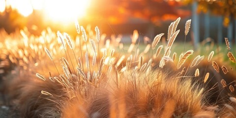 Sunlit meadow with delicate grass flowers capturing enchanting beauty of nature at sunset...