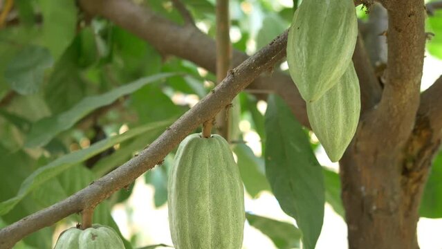 Green Cocoa pods grow on trees. The cocoa tree, The cacao fruits, Raw cocoa cacao tree plant fruit plantation.4k video