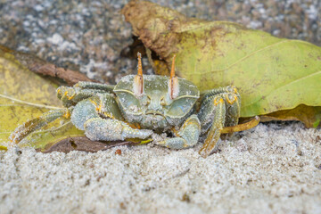 macro photo of big green crab sand sitting on the sand beach on Seychelles