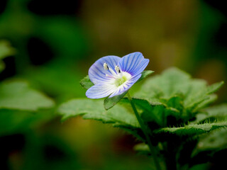 Piccoli fiori selvatici