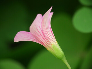 Piccoli fiori selvatici