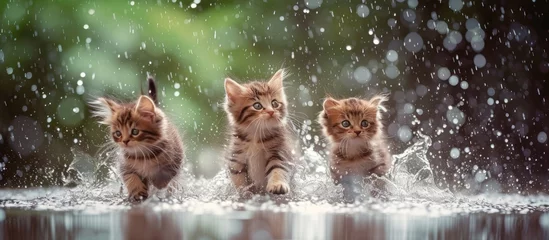 Keuken spatwand met foto Three felidae kittens are playfully running through the liquid water under the natural landscape of rain, enjoying the fun wildlife event © TheWaterMeloonProjec