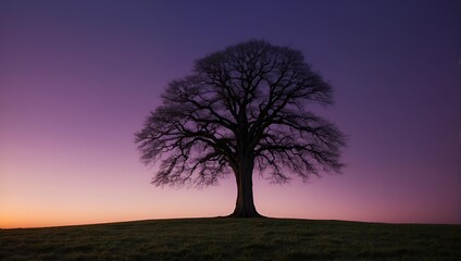 Fototapeta premium evening in the hill alone tree in the purple sky background