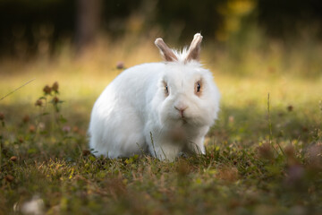 Front View Portrait of White Bunny on Lawn. Cute Small Lionhead Rabbit on a Green Grass Meadow. Domestic Animal Outside in the Garden.