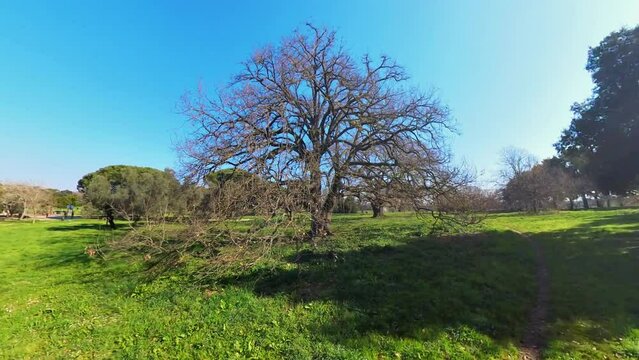 Nature in Villa Doria Pamphilj - Rome