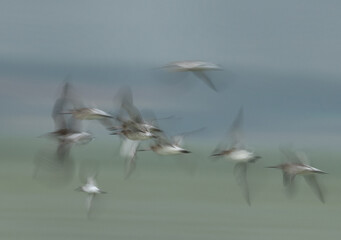 Motion blur image of Bar-tailed Godwits flying at Eker creek of Bahrain
