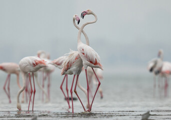 Greater Flamingos territory fight while feeding at Eker creek, Bahrain