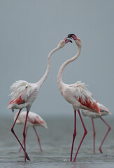 Greater Flamingos territory dispute while feeding at Eker creek, Bahrain