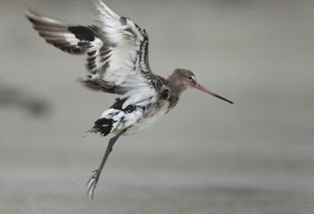 Black-tailed Godwits takeoff at Eker coast of Bahrain