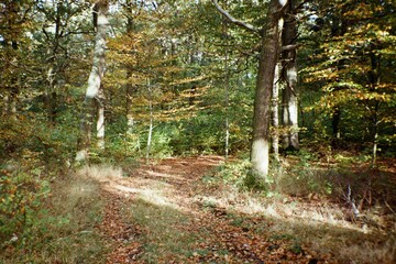 forest in Bezrucovo udoli by Chomutov 22. October 2023 on analogue photography - blurriness and...