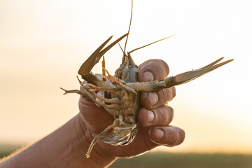 Catching crayfish while fishing, crayfish close-up