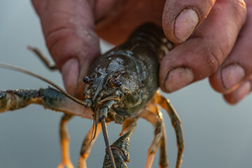 Catching crayfish while fishing, crayfish close-up