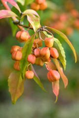 The yellow seed pods of the Euonymus myrianthus, also known as the Evergreen spindle bush during the autumn.