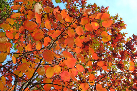 The red and orange Autumn foliage of witch hazel, Hamamelis intermedia 'Orange Peel' during the fall.