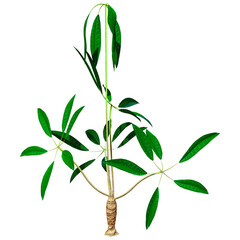 3D Rendering Pachira Aquatica Plant on White