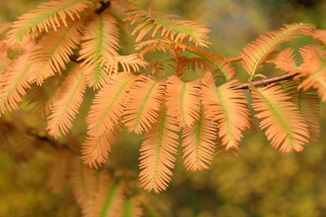 The yellow and green leaves of the deciduous conifer Metasequoia glyptostroboides, dawn redwood, ÔGolden OjiÕ