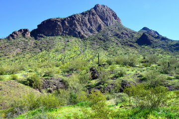 Fototapeta na wymiar Sonora Desert Arizona Picacho Peak