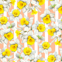 Watercolour daffodils spring flowers decor illustration stripe seamless pattern. Hand-painted. Botanical Floral elements. On Peach background. For interior print decoration, fabric, wrapping